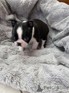 Photo №2 de l'annonce № 177753 de la vente terrier de boston - acheter à Pays Bas annonce privée