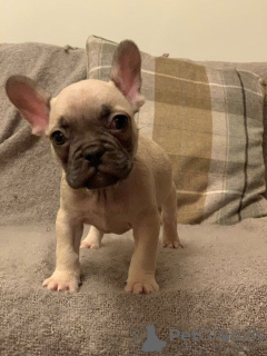 Photos supplémentaires: 2 Bouledogue Français Pedigree disponibles maintenant à la vente