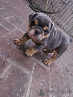 Photo №4. Je vais vendre bulldog anglais en ville de Bvion. annonce privée - prix - négocié