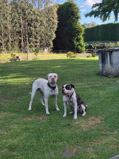 Photo №4. Je vais vendre bouledogue américain en ville de Innsbruck. éleveur - prix - 400€