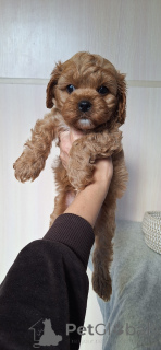 Photo №3. Ioulia Kojoukhar. Biélorussie