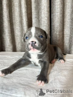 Photo №1. american staffordshire terrier - à vendre en ville de Москва | 1047€ | Annonce №120920