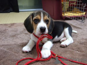 Photo №1. beagle - à vendre en ville de Валлетта | 400€ | Annonce №58300