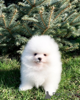 Photos supplémentaires: Schpomerenki Pomeranian Spitz