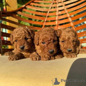 Photo №1. caniche (jouet) - à vendre en ville de Munich | négocié | Annonce №155637