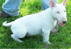 Photo №1. bull terrier - à vendre en ville de Berlin | 750€ | Annonce №160474