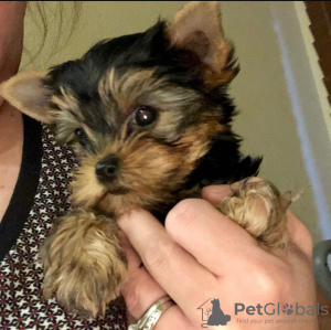 Photo №3. Chiot du Yorkshire Terrier. Allemagne