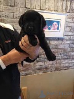 Photo №1. labrador retriever - à vendre en ville de Flensburg | 1090€ | Annonce №167594
