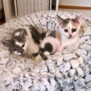 Photo №4. Je vais vendre german rex en ville de Berlin. annonce privée, éleveur - prix - 500€