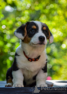 Photos supplémentaires: Adorables chiots Cardigan Welsh Corgi de Hongrie kennel@cardibakery.hu