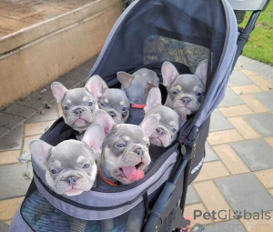 Photo №1. bouledogue - à vendre en ville de Stockholm | négocié | Annonce №169764