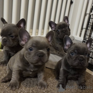 Photo №4. Je vais vendre bouledogue en ville de Bundenbach. annonce privée - prix - négocié