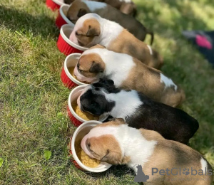 Photo №2 de l'annonce № 117597 de la vente bull terrier - acheter à La Slovénie annonce privée, éleveur