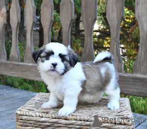 Photo №1. shih tzu - à vendre en ville de Cavan | négocié | Annonce №158224