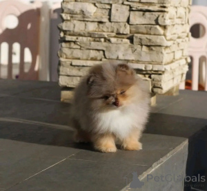 Photo №4. Je vais vendre spitz nain en ville de Terneuzen. éleveur - prix - négocié