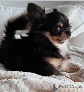 Photo №3. Bonjour à tous, je tends la main avec un cœur lourd. Ma sœur est récemment. USA