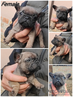 Photos supplémentaires: Bouledogue français Standard et exotique