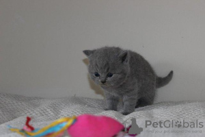 Photo №2 de l'annonce № 100291 de la vente british shorthair - acheter à Allemagne 