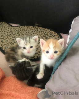 Photo №1. maine coon - à vendre en ville de Grömitz | 350€ | Annonce № 148352