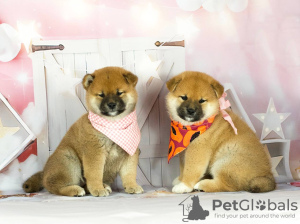Photo №2 de l'annonce № 40518 de la vente shiba - acheter à Biélorussie de la fourrière, éleveur