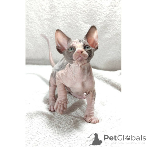 Photo №1. sphynx - à vendre en ville de Glasgow | 350€ | Annonce № 174394
