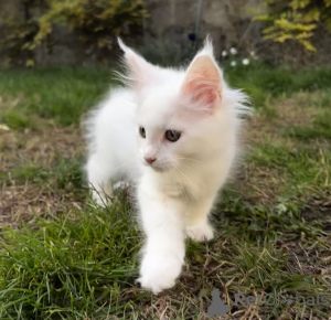 Photo №4. Je vais vendre maine coon en ville de Pyatigorsk. de la fourrière - prix - 1078€