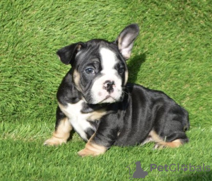 Photo №1. bulldog anglais - à vendre en ville de Leicester | 550€ | Annonce №13486