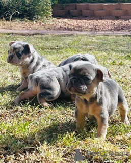 Photo №1. bouledogue - à vendre en ville de Naantali | Gratuit | Annonce №127888