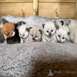 Photo №1. ragdoll - à vendre en ville de Dußlingen | 368€ | Annonce № 167251