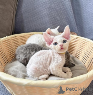 Photo №1. devon rex - à vendre en ville de Fracasse | négocié | Annonce № 162876