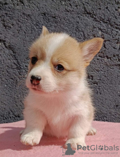 Photo №3. Chiots Welsh Corgi Pembroke. Serbie