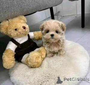 Photo №3. Puppies Maltipoo disponibles pour l'adoption et le rehoming. USA