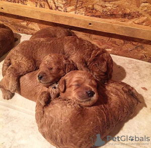 Photo №3. Mini chiots Goldendoodle. USA