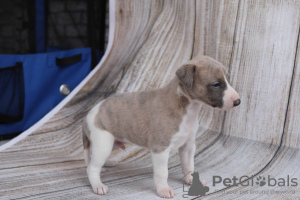 Photos supplémentaires: Chiots Whippet.