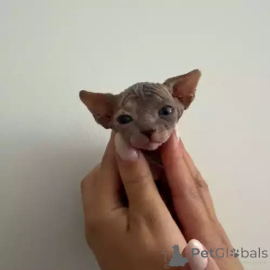 Photo №2 de l'annonce № 167259 de la vente donskoy - acheter à Allemagne annonce privée