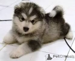 Photo №2 de l'annonce № 136186 de la vente malamute de l'alaska - acheter à La Grande-Bretagne 
