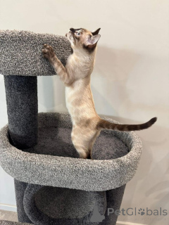 Photo №2 de l'annonce № 152538 de la vente bengal - acheter à Allemagne annonce privée