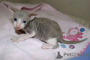 Photo №3. Chatons Cornish Rex à vendre
