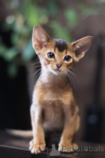 Photo №3. Chatons abyssiniens dans le type américain moderne, couleur sauvage. Biélorussie