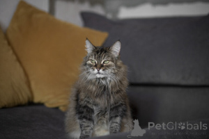 Photo №2 de l'annonce № 139038 de la vente  - acheter à Fédération de Russie 