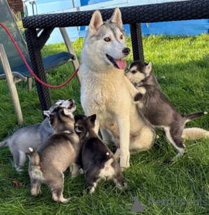 Photo №1. husky de sibérie - à vendre en ville de Anvers | 250€ | Annonce №161431