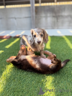 Photo №2 de l'annonce № 164019 de la vente teckel - acheter à La finlande annonce privée, de l'abri