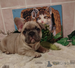 Photos supplémentaires: Bouledogue français