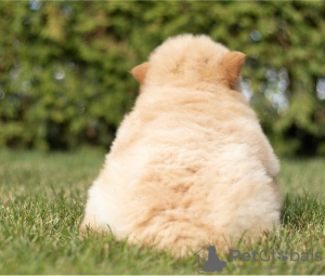 Photo №1. chow-chow - à vendre en ville de Rapid City | Gratuit | Annonce №110092