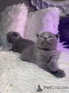 Photo №2 de l'annonce № 158804 de la vente scottish fold - acheter à Allemagne annonce privée