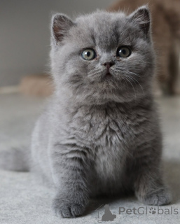Photo №1. british shorthair - à vendre en ville de Anvers | 650€ | Annonce № 165316