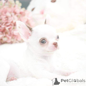 Photo №2 de l'annonce № 163032 de la vente  - acheter à Israël 