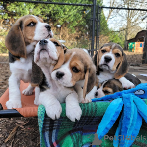 Photo №4. Je vais vendre beagle en ville de Saarbrücken. annonce privée - prix - 360€