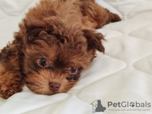 Photo №4. Je vais vendre bolonka en ville de Belgrade. éleveur - prix - négocié