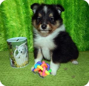 Photo №1. shetland (chien) - à vendre en ville de Kazan | 355€ | Annonce №1454